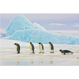 OBRAZ PENGUINS 120X80